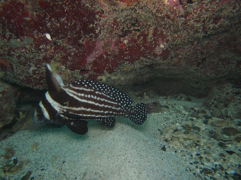 Curacao 04-12 129.JPG